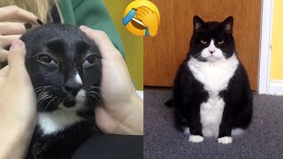 Funny Moments of Cats | Funny Video Compilation - Fails Of The Week #34