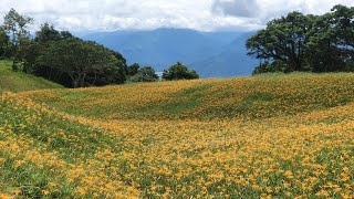 赤柯山 Chikeh Mountain and the Daylilies Season, Plantacao de Lirios - Hualien | Traveler Ni