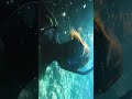 free diving blue cave in japan 真栄田岬 沖縄 スキンダイビング shorts