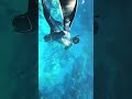 free diving blue cave in japan 真栄田岬 沖縄 スキンダイビング shorts