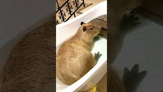 Japanese capybara takes a bath!