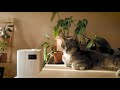 best tips to increase humidity for plants elechomes wiekurt plant humidifier unboxing review