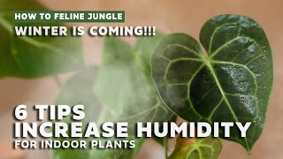 Best Tips to increase Humidity for Plants! Elechomes + Wiekurt Plant Humidifier Unboxing Review