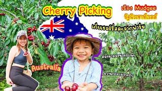 EP.15:Cherry Picking, Mudgee Australia สวนผลไม้เมืองนอก ไปเก็บเชอร์รี่ใหญ่ๆชิมเชอร์รี่สดๆ ออสเตรเลีย