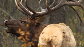 Bugling Elk