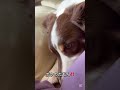 用心棒な面白い姿を見せた後輩犬🤗 ボーダーコリーと暮らす ボーダーコリー多頭飼い 犬のいる生活