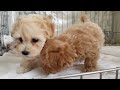 ミックス犬専門　ペットショップＡ－ワンで生まれました 2019.03.03生まれ　とっても可愛いマルプーの４兄妹達です03