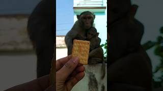 monkey eat biscuit #monkey #bandar #monkeyvideo