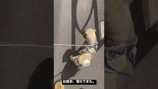 [パグ] お散歩、慣れてきた。自分で歩いてくれた😭 #パグ #pug #ぱぐ #퍼그 #子犬 #dog #犬猫 #ペット #赤ちゃん #baby #シェアのお願い🐶 #チャンネル登録のお願い🐶