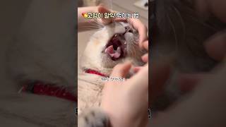 고양이 알약 먹이는 법!!💊💊