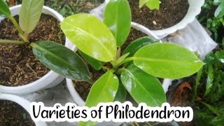 14 Varieties of Philodendron