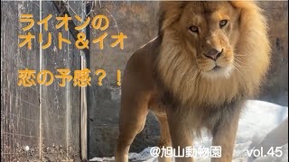 お互いを意識し始めたライオンのオリト＆イオ。恋の予感？@旭山動物園vol.45/Lion Orito \u0026 Io have begun to be aware of each other