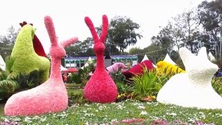 2016年3月11日:香港花卉展覽 .Hong Kong Flower Show.