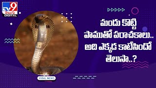 మందు కొట్టి పాముతోనే  పరాచకాలు !  || Viral @TV9TeluguDigital