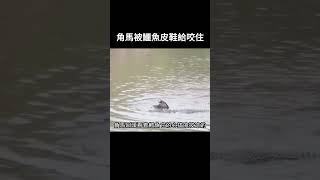 角馬被鱷魚給咬住