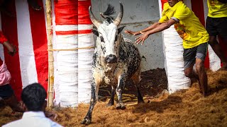 குலமங்கலம் வக்கீல் திருப்பதி அண்ணன் அவர்களின் காளை | கட்டிக்குளம் ஜல்லிக்கட்டு 2024 Videos