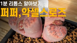 1분 리톱스 알아보기