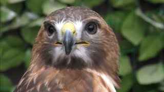 レッドテールホーク　アニちゃん　誰かを待っているのかな　【掛川花鳥園】Red-tailed hawk Ani-chan Kakegawa Garden