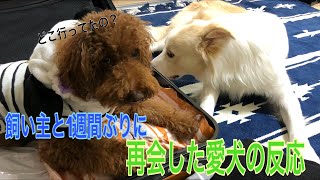 【再会】約1週間ぶりに飼い主に再開した愛犬の反応が可愛すぎる！？【ボーダーコリー】【トイプードル】