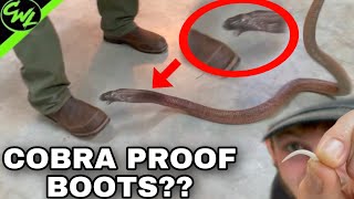 There's a COBRA on my BOOT!