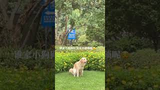 只有养狗人才知道的事，这是你家毛孩子最脆弱的时候#golden #dog #funny #shorts