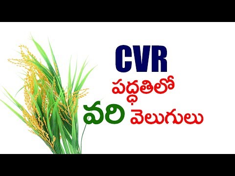 CVR METHOD : How to Increase Yield of Rice Crop Naturally ? CVR METHOD : How to Increase Yield of Rice Crop Naturally ?