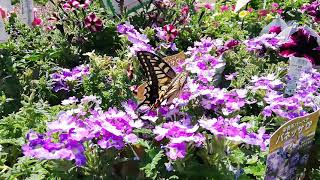 【nature1】Swallowtail butterfly（アゲハ蝶）