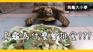 烏龜挑食的常見原因《烏龜大小事》