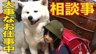 徹夜の警備・秋田犬そうすけ君のお仕事風景を公開！For a good life with your dog