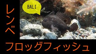 背びれに日輪レンベフロッグフィッシュ【バリ島ダイビング】Ocellated frogfish，Lembeh frogfish, Amed