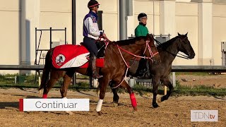 Meet Japanese Kentucky Derby contenders Derma Sotogake and Continuar