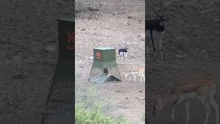 Huge black buck#hunting#shorts