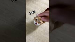 A cat that has learned human language (feat.🍙)