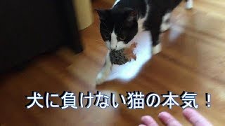 猫の本気！ボールを拾って来る犬の芸（リベンジ）