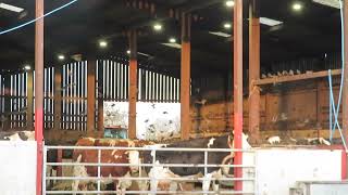 100s of starling birds in cow shed. January 2022.