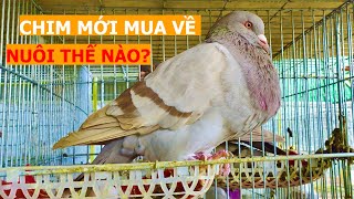 Cách nuôi Bồ câu khi mới mua về để chim sống, nhanh to, sớm đẻ | Nông dân làm giàu