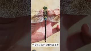 왕잠자리 ギンヤンマ Lesser Emperor Dragonfly Anax parthenope トンボ