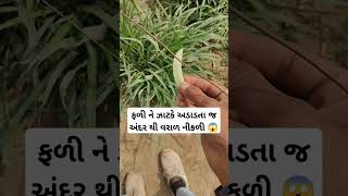 ફળી ને ઝાટકે અડાડતા જ અંદર થી વરાળ નીકળી 😱#trending #viral #Reels #funny