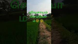 #விவசாயம் #செய்வோம் #agriculture #விவசாயி              #villagefarming