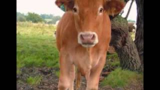 All About Farm Animals Video.wmv