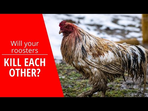 Can roosters live in the wild?