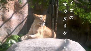 幼きイオのマッタリタイム　旭山動物園の若きライオン物語【Young lion love story】