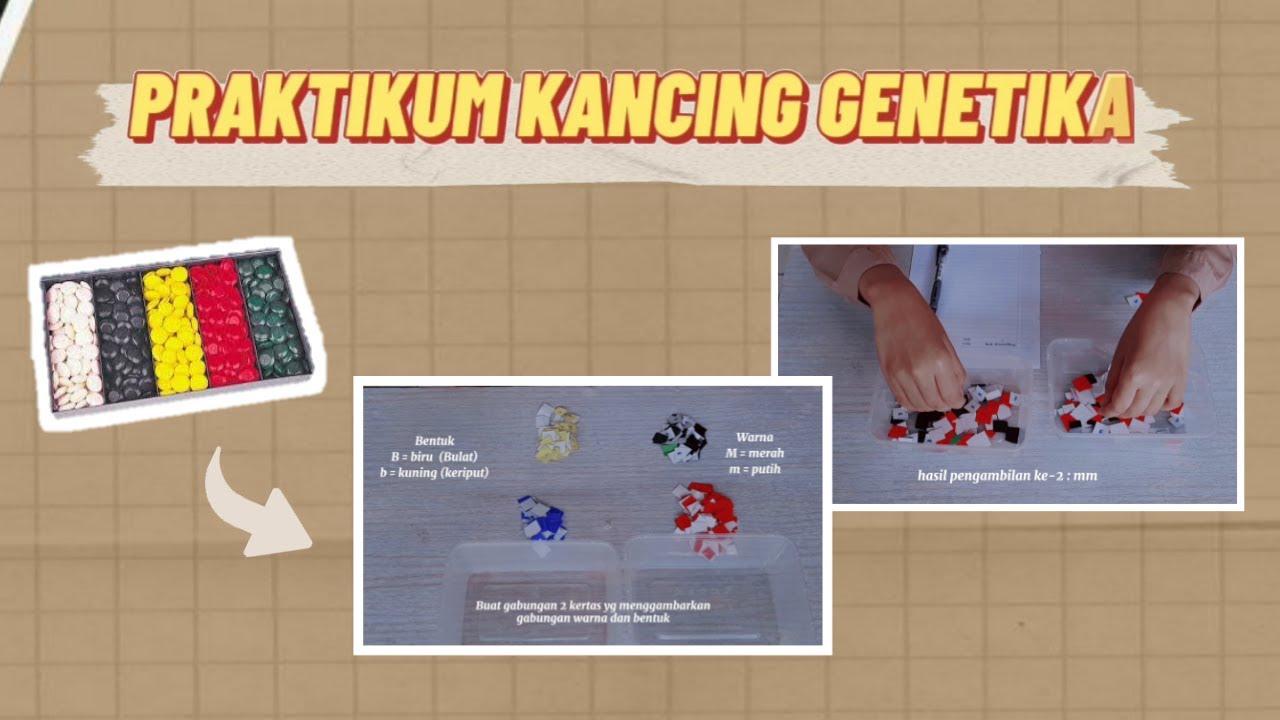 Praktikum Kancing Genetika I Persilangan Monohibrid Dan Dihibrid ...