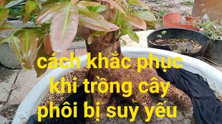 sai lầm anh em khi trồng cây phôi dẫn đến suy yếu và cách khắc phục