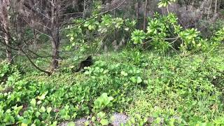 沖縄県うるま市石川の海岸にいた猫ちゃん　のびのびしてる場所で良いね〜😊