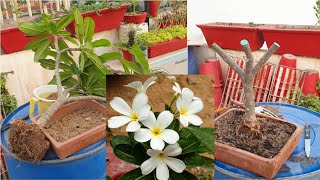 Making A Champa / Plumeria Bonsai || Fun Gardening