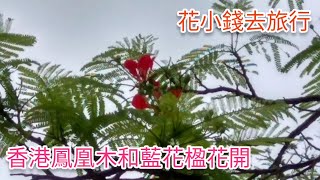 香港鳳凰木和藍花楹花開了@香港賞花2021