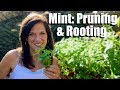 How to Prune Mint to Keep it Healthy & Root Mint from Cuttings for an Endless Supply🌿