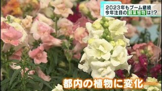 人気続く！今年注目の観葉植物は？　うさぎ年にちなんだ名前もたくさん