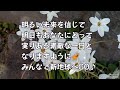 2023.3.17大天使ミカエル アセンションはあなたが主張しなければなりません ☆ひまわりの明るい未来へ次元上昇❣